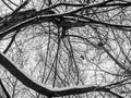 Tree branches covered with frozen snow on a cold winter day. Black and white photo Royalty Free Stock Photo