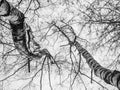 Tree branches covered with frozen snow on a cold winter day. Black and white photo Royalty Free Stock Photo