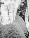 Tree branches covered with frozen snow on a cold winter day. Black and white photo Royalty Free Stock Photo