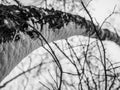 Tree branches covered with frozen snow on a cold winter day. Black and white photo Royalty Free Stock Photo