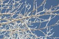 Tree Branches covered in hoar frost against blue sky Royalty Free Stock Photo