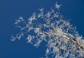 Tree branches covered with hoarfrost