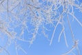 tree branches covered with hoarfrost against a background blue sky with space for text. soft focus.winter or first snow Royalty Free Stock Photo