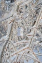 Tree branches covered with ice and a Christmas toy in the form of a small house Royalty Free Stock Photo