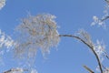 Tree branches covered by ice after an ice storm Royalty Free Stock Photo