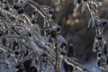 Tree branches covered by ice after an ice storm Royalty Free Stock Photo