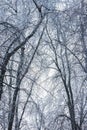 Tree branches covered with ice after an ice storm Royalty Free Stock Photo