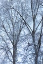 Tree branches covered with ice after an ice storm Royalty Free Stock Photo