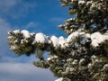 Tree branches covered with large amount of snow with blue contrasting sky in background Royalty Free Stock Photo