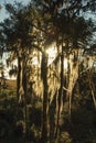 Tree branches covered by lichen with sunlight