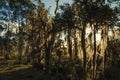 Tree branches covered by lichen with sunlight