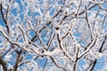 Tree branches covered with snow against a blue sky Royalty Free Stock Photo