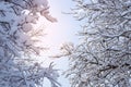 Tree branches covered in snow against a blue sky. Winter snowy background Royalty Free Stock Photo