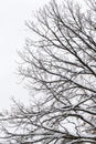 Tree branches covered with snow against sky in park in winter Royalty Free Stock Photo