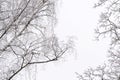 Tree branches covered with snow against the sky in a winter day. Natural abstract background Royalty Free Stock Photo