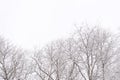 Tree branches covered with snow against the sky in a winter day. Natural abstract background Royalty Free Stock Photo