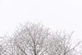 Tree branches covered with snow against the sky in a winter day. Natural abstract background Royalty Free Stock Photo