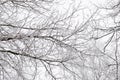 Tree branches covered with snow against the sky in a winter day. Natural abstract background Royalty Free Stock Photo
