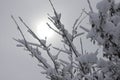 Tree branches covered with snow against winter sun Royalty Free Stock Photo