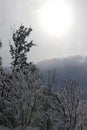 Tree branches covered with snow against winter sun Royalty Free Stock Photo