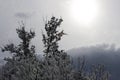 Tree branches covered with snow against winter sun Royalty Free Stock Photo