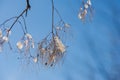 Tree branches covered with snow on a background of blue sky Royalty Free Stock Photo