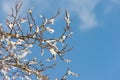 Tree branches covered with snow on a background of blue sky Royalty Free Stock Photo