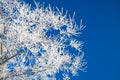 Tree branches covered with snow on background blue sky