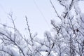 Tree branches covered with snow on blue sky background Royalty Free Stock Photo