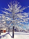 Tree branches covered snow with blue sky background Royalty Free Stock Photo