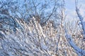 Tree branches covered with snow on blue sky background Royalty Free Stock Photo