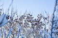 Tree branches covered with snow on blue sky background Royalty Free Stock Photo