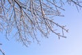 Tree branches covered with snow on blue sky background Royalty Free Stock Photo
