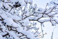 Tree branches covered with snow on blue sky background Royalty Free Stock Photo