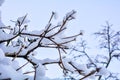 Tree branches covered with snow on blue sky background Royalty Free Stock Photo