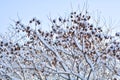 Tree branches covered with snow on blue sky background Royalty Free Stock Photo