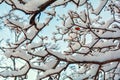 Tree branches covered with snow on blue sky background Royalty Free Stock Photo