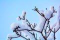 Tree branches covered with snow on blue sky background Royalty Free Stock Photo