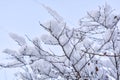 Tree branches covered with snow on blue sky background Royalty Free Stock Photo