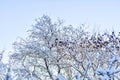 Tree branches covered with snow on blue sky background Royalty Free Stock Photo