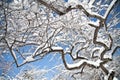 Tree branches covered by snow In Central Park Winter