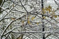 Tree branches covered with snow and few yellow leaves