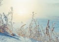 Tree branches covered with snow and frost near the river Royalty Free Stock Photo