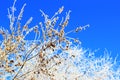 tree branches covered with snow on a bright sunny day Royalty Free Stock Photo