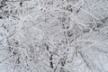 Tree Branches Covered With Snow And Ice Crystals, Frost Texture Close-up