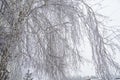 Tree Branches Covered With Snow And Ice Crystals, Frost Texture Close-up
