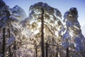 Tree branches covered by snow and ice