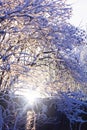 Tree branches covered in snow in sun rays. Winter bush Royalty Free Stock Photo