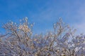 Tree branches covered with snow in the sunlight against blue sky. Christmas frosts. Winter background with copy space Royalty Free Stock Photo