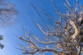 Tree branches covered with snow in the sunlight against blue sky. Christmas frosts. Winter background with copy space Royalty Free Stock Photo